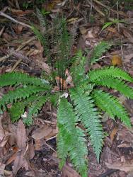 Blechnum chambersii. Plant with sterile fronds forming a prostrate rosette, and fertile fronds arising centrally.
 Image: L.R. Perrie © Te Papa CC BY-NC 3.0 NZ